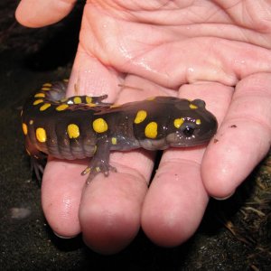 Salamander getting a lift to the other side