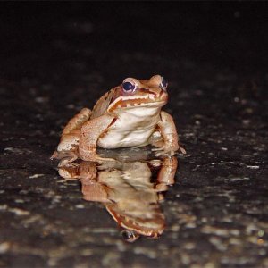 Wood frog reflection
It's always wet on Salamander Night.