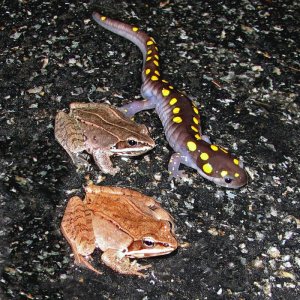 Traveling companions
Sometimes the wood frogs inflate even before they get to the pond. (Their sides puff out for noise-making, not their throat like 