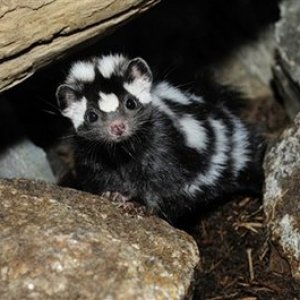 Another irresistible mustelid from the internet...spotted skunk.
