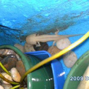 Lurker missing a leg