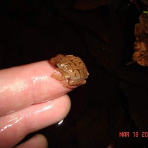 Spring peeper (Pseudacris crucifer)