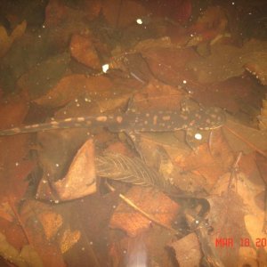 Eastern Tiger (Ambystoma tigrinum tigrinum)
