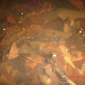 Eastern Tiger (Ambystoma tigrinum tigrinum) I could have caught'em but I never touched him. In respect to a species I have looked for my whole life I 