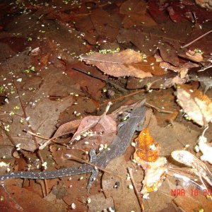 Blue spotted (laterale)