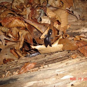 Blue spotted (laterale) Only one that night found on land, she was on a walkabout. Guess'in to the pond to meet the boys.