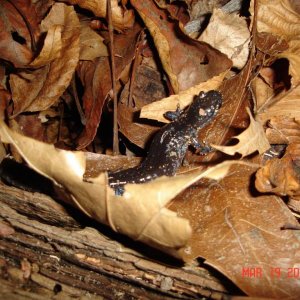 Blue spotted (laterale)