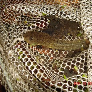 Probably Bullfrog tadpole, I found him in lake adjacent to vernal pond