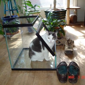 My cat he thinks he would get a little more attention if he were just born as a salamander.