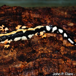 Luristan Newt, Neurergus kaiseri
Breeding adult at Sedgwick County Zoo, USA