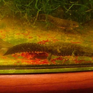 Ichthyosaura alpestris apuanus, sub-adult female.