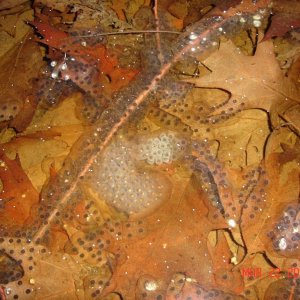 maculatum and silvery