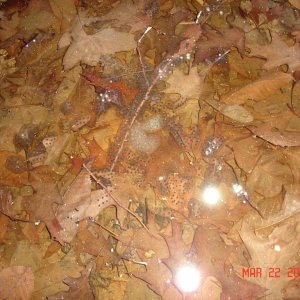 maculatum and silvery