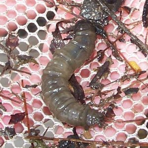 Grub from Aquatic Catskills