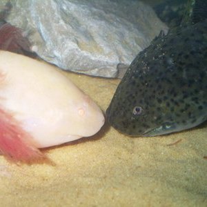 Oz & Rose together x