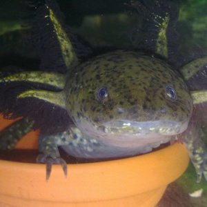 Oscar waiting in food bowl!