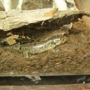 Gator, one my newly changed Tiger Salamanders