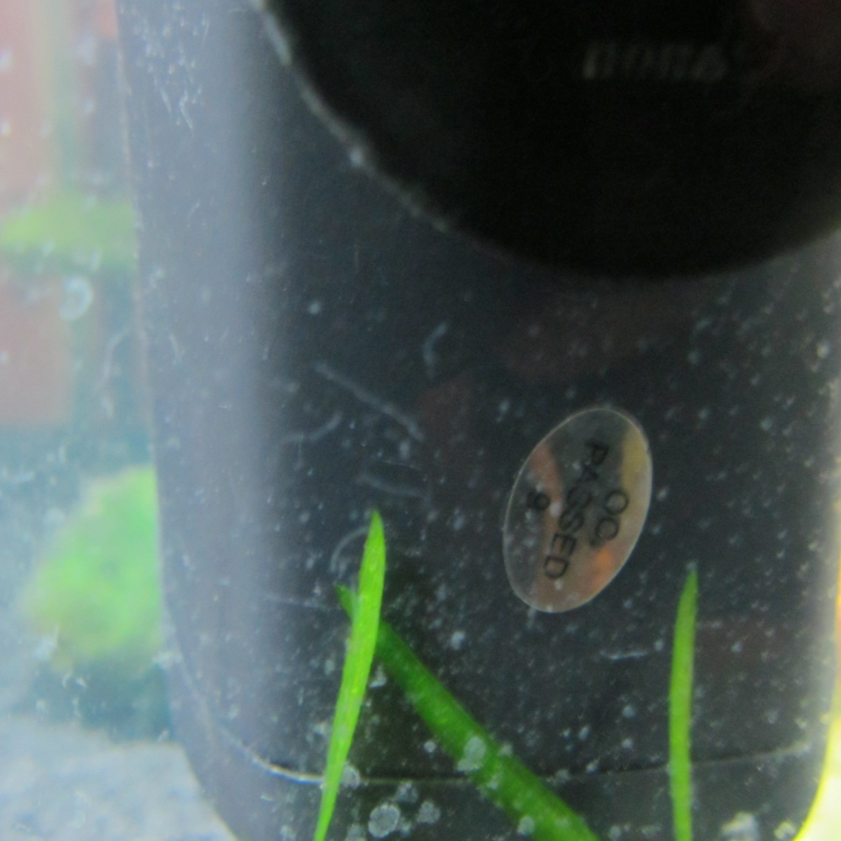 Question White Algae Caudata Org