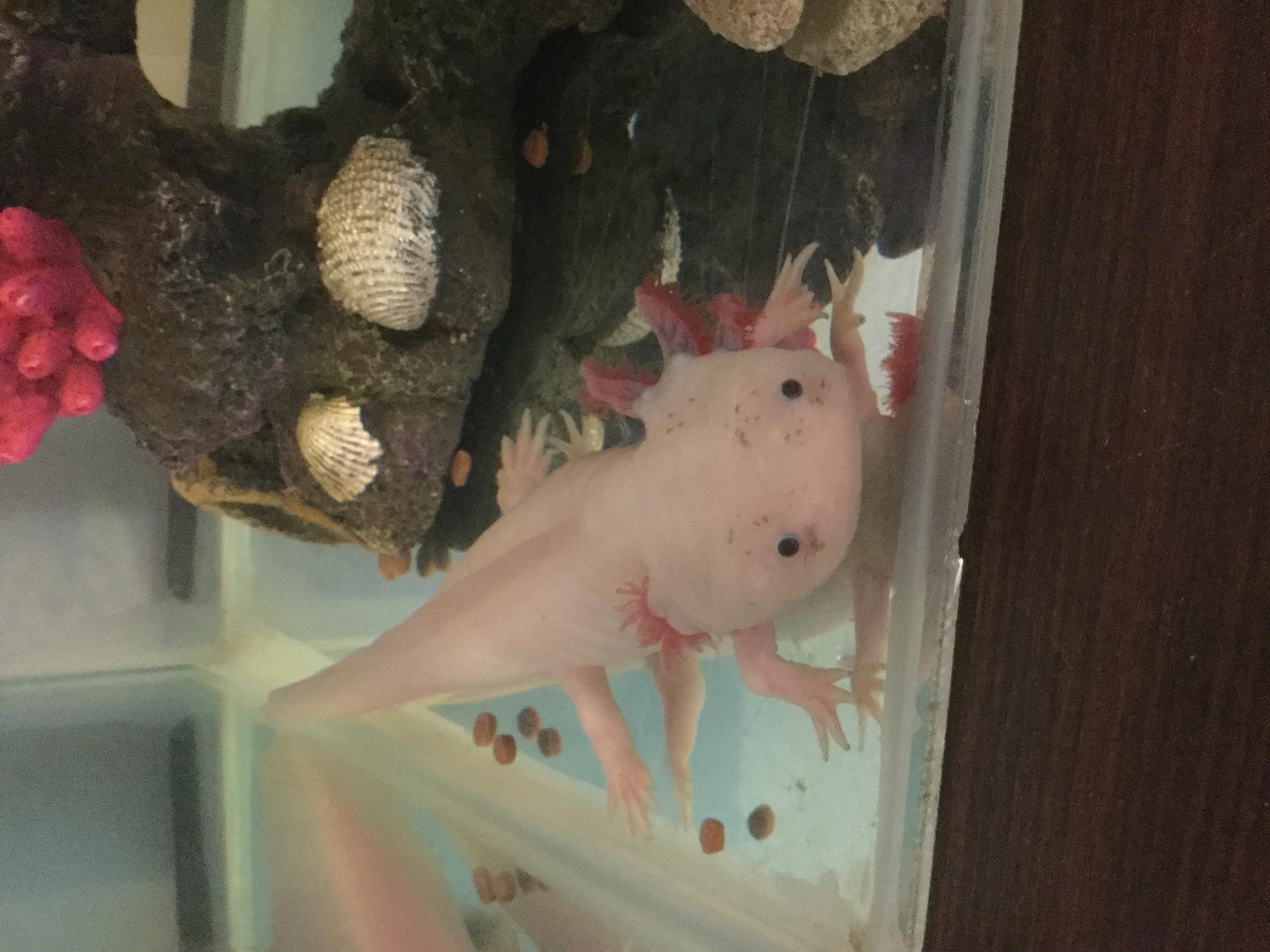 Illness Sickness Is My Axolotl Sick Caudata Org Newts And Salamanders Portal