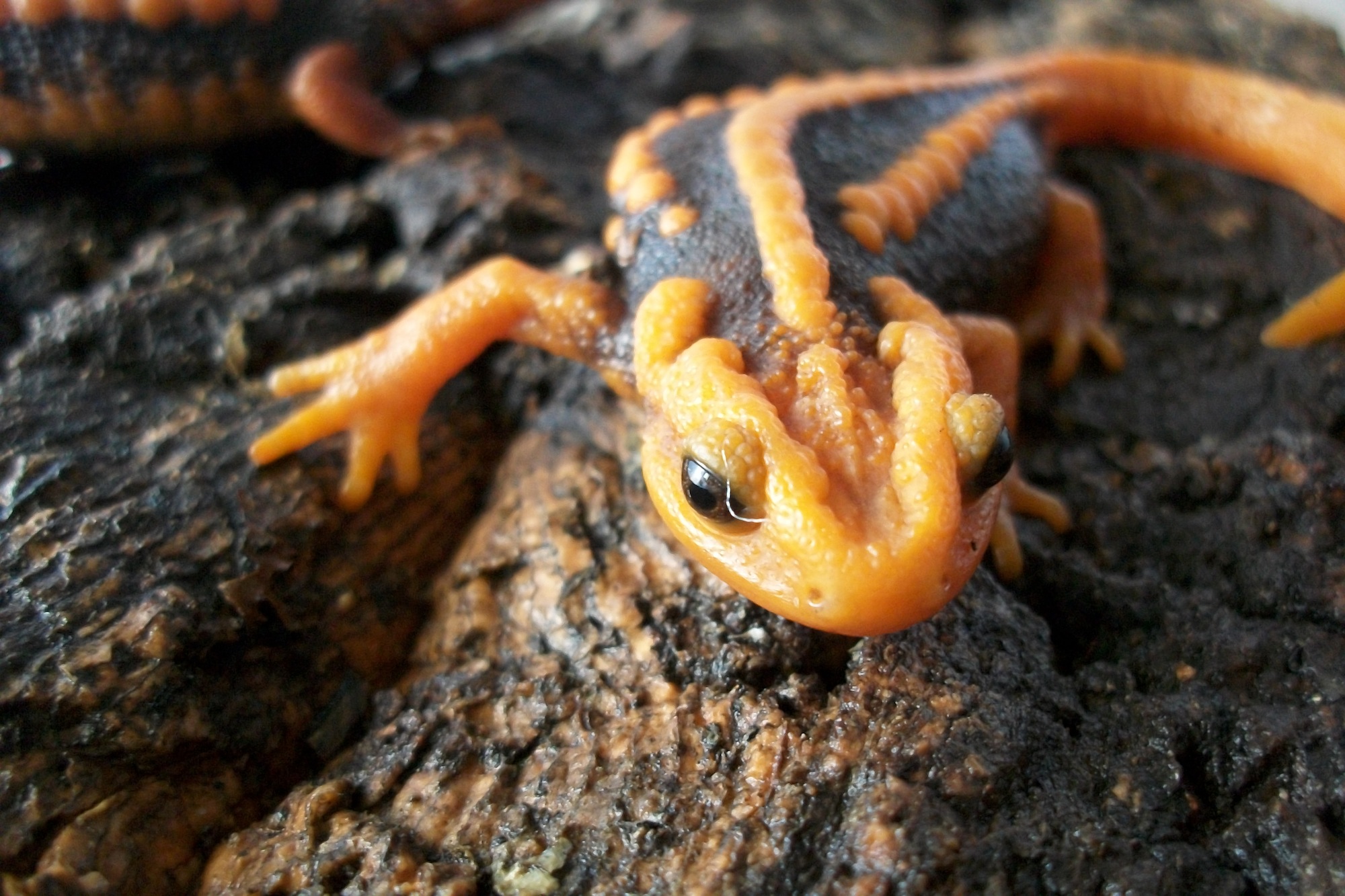 小力 - Tylototriton shanjing 1