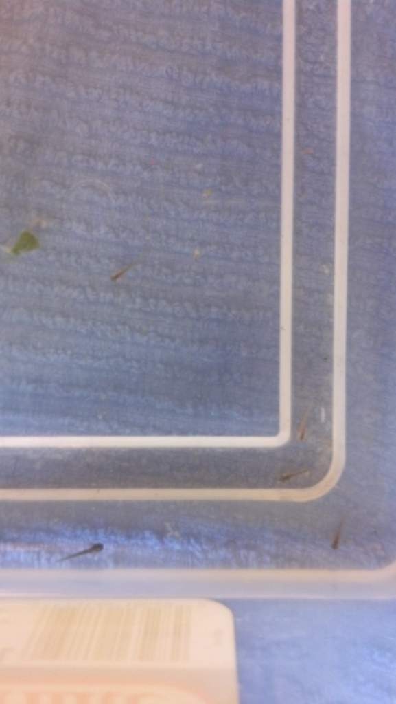 03 13 14 day of hatching (2)