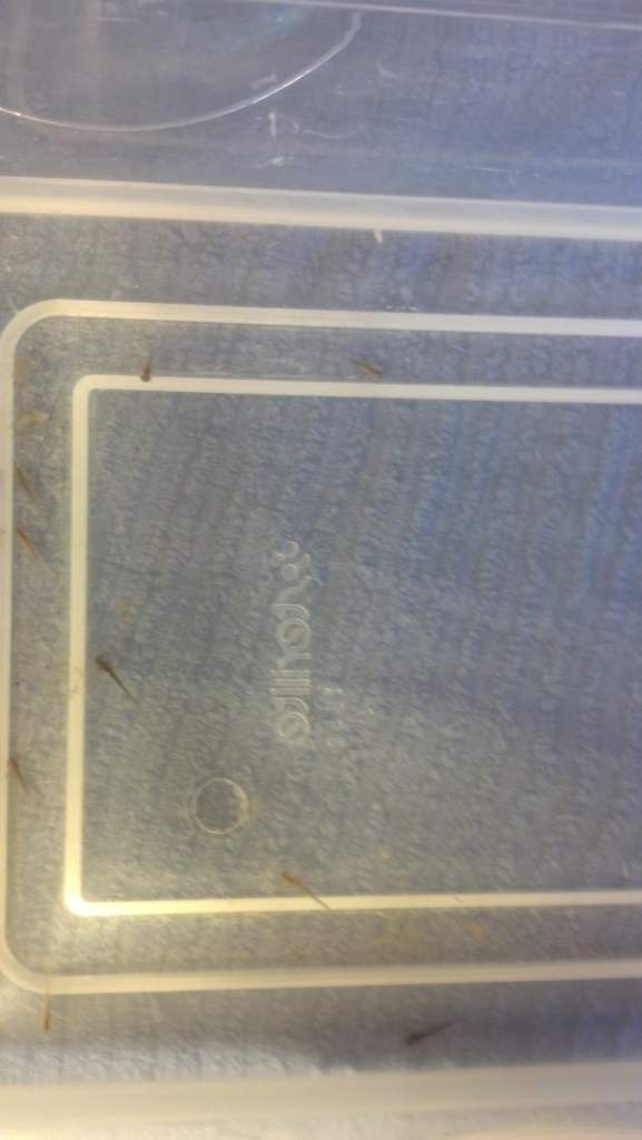 03 13 14 day of hatching (3)