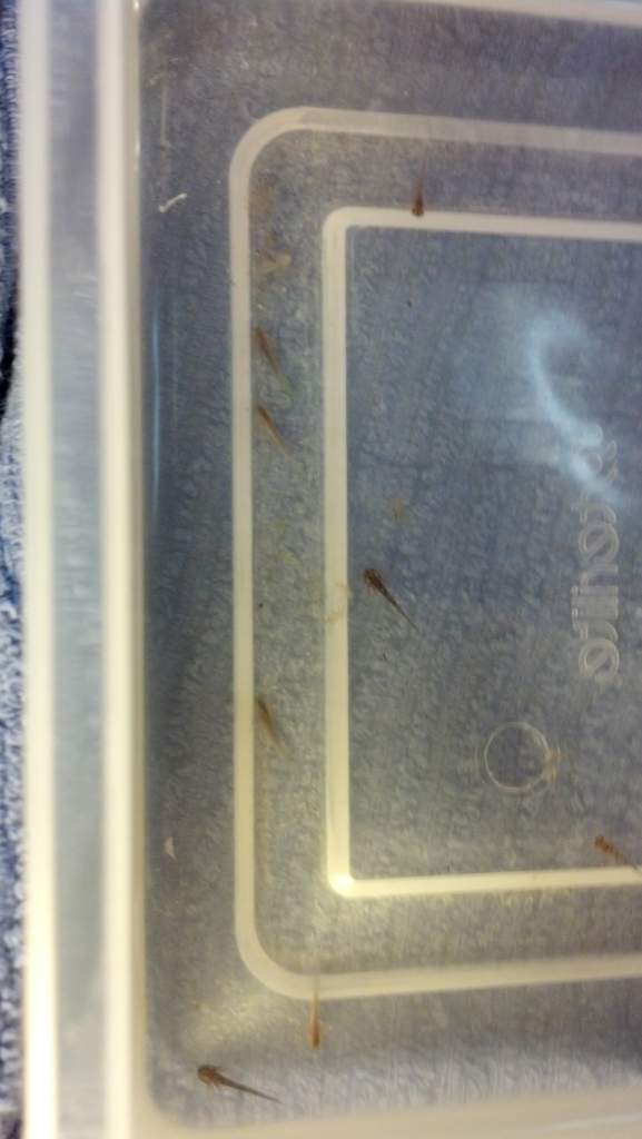 03 13 14 day of hatching (4)