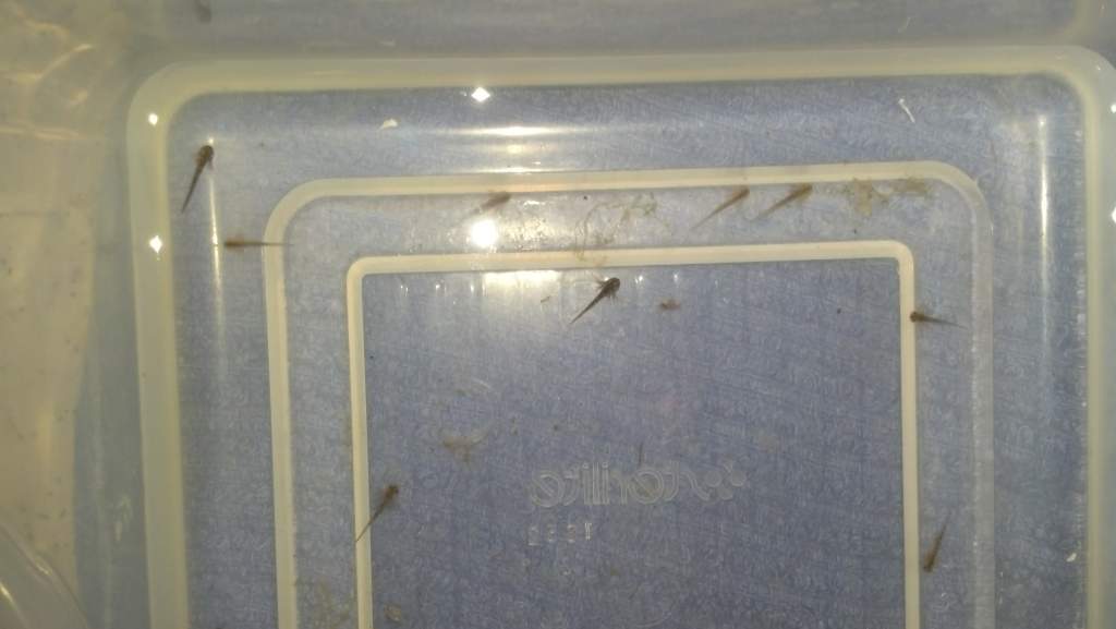 03 13 14 day of hatching (5)