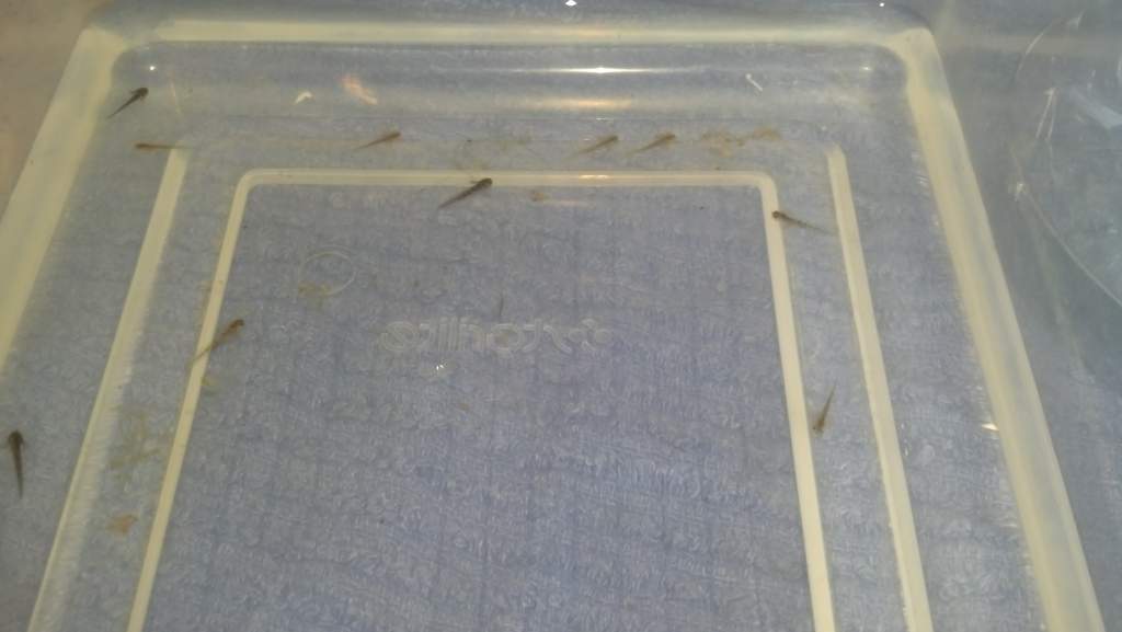 03 13 14 day of hatching (6)