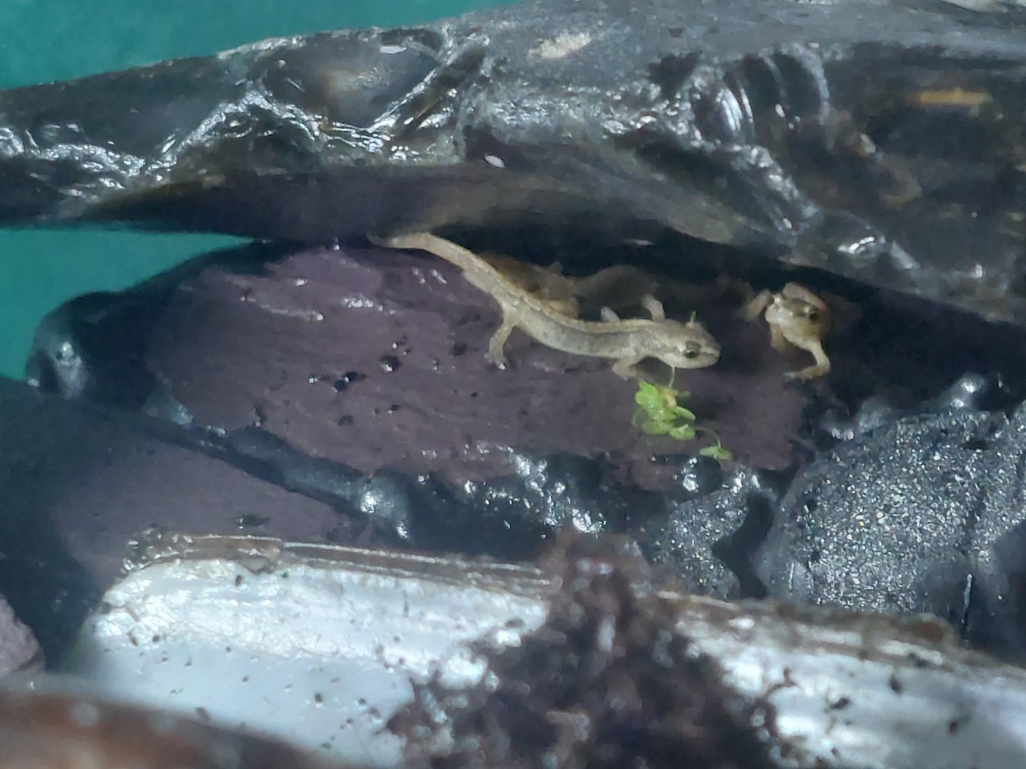 06.08 efts in cave.jpg