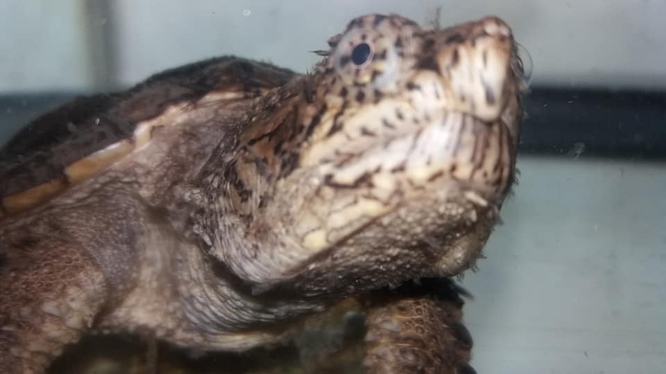 06 20 2017 ~ Snapper