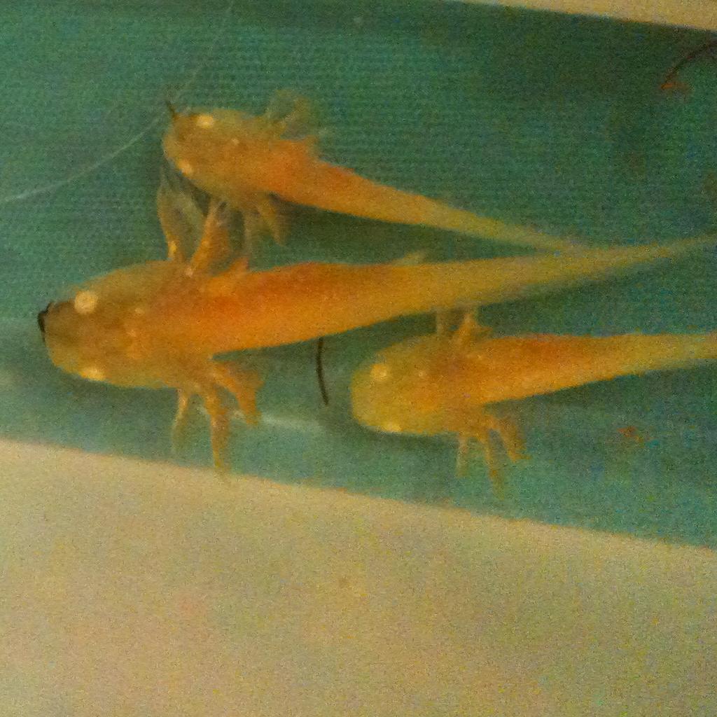 08042011 01

om nom nom!!
First bites of black worm.
Back legs showing on the bigger guys.