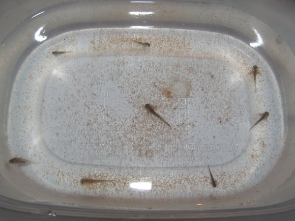 1 1/2 weeks old (eggs laid on 4/20/12)