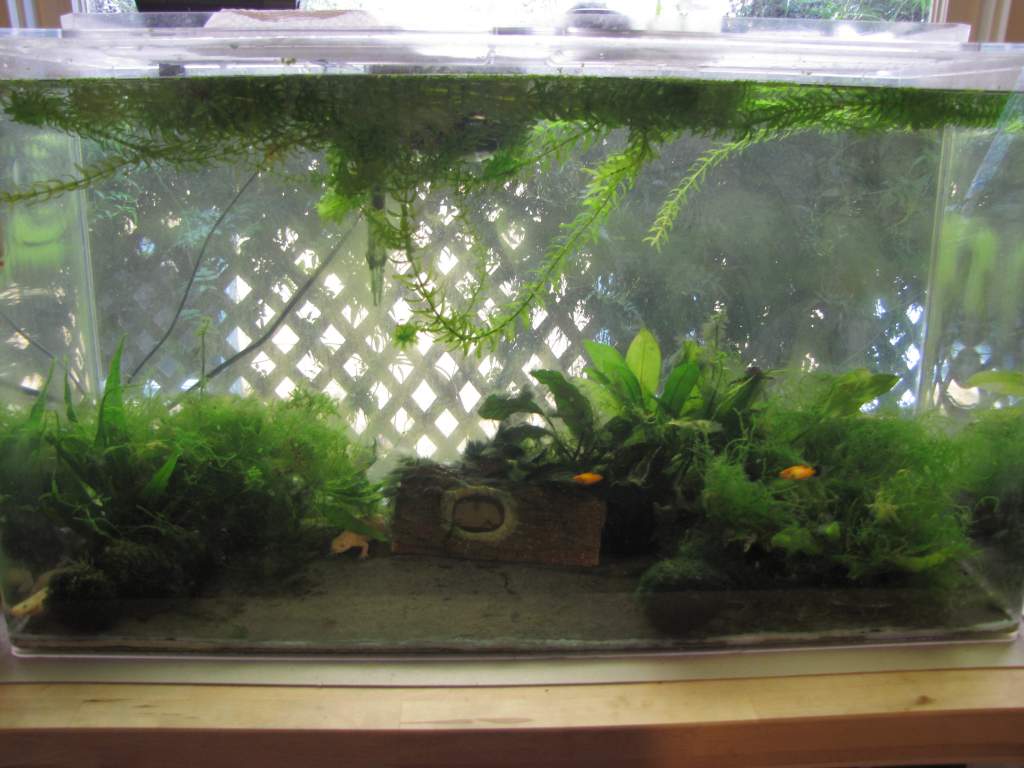 1/21/17 -- Nineteen months along. All three newts are doing well, though I lost the single female descendent of all the platys in an unusually cold wi