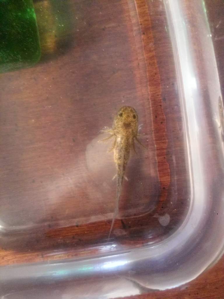 1.5 mons ... Done with brine shrimps and onto live worms. Phew! So much better than hatching the BBS, they are learning to come right up and take them
