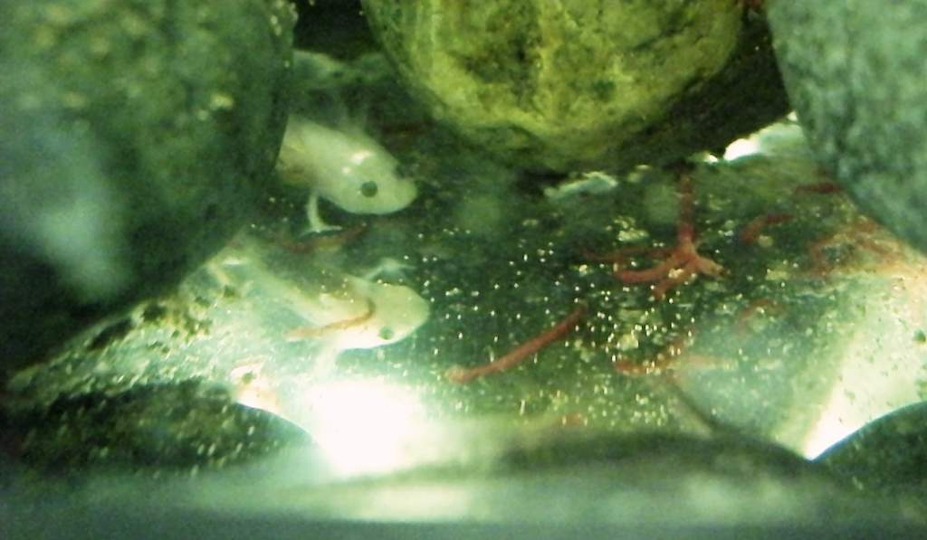 1 8 09 leukistic ax