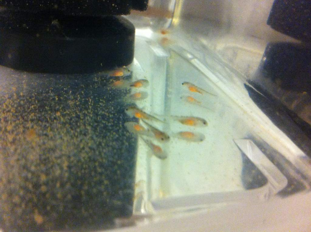 1 day old larvae