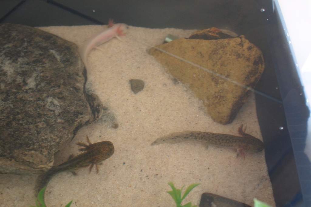 1 leustic, 1 wild and 1 in-between.
