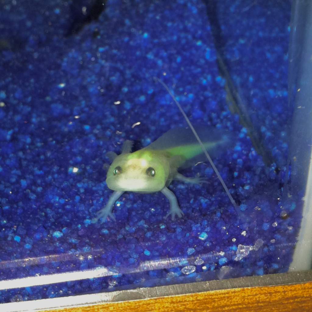 ~1 month in temp. tank