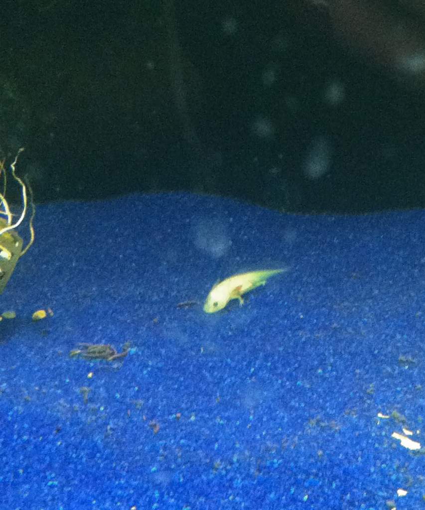 ~1 month, taken from the fish store tank.
