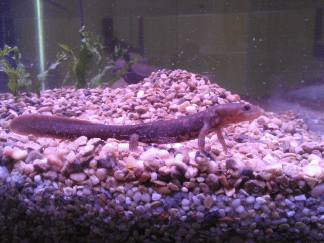 1 of my 2 I have in my 40 gallon tank