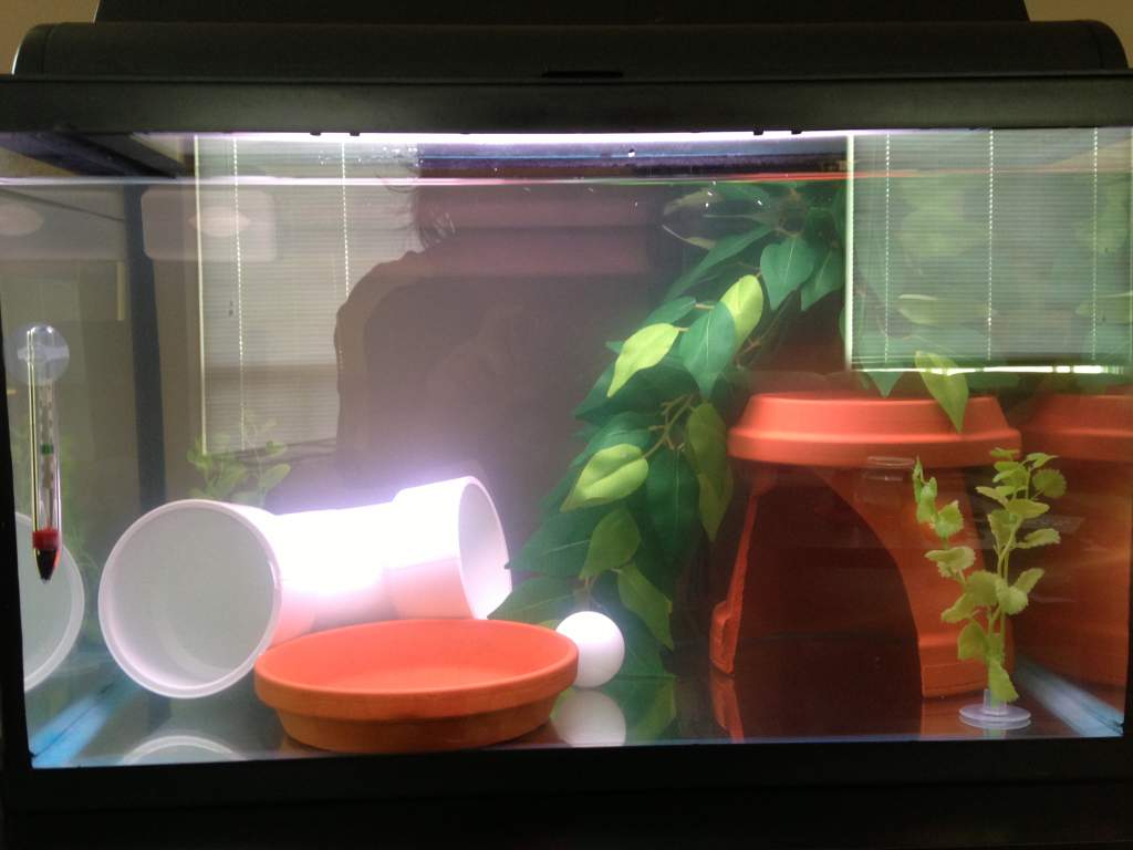 10-gallon tank set up: 4" diameter 90 degree PVC pipe, 8" diameter terra cotta pot, two 6" diameter terra cotta saucers, a ping pong ball, two small p