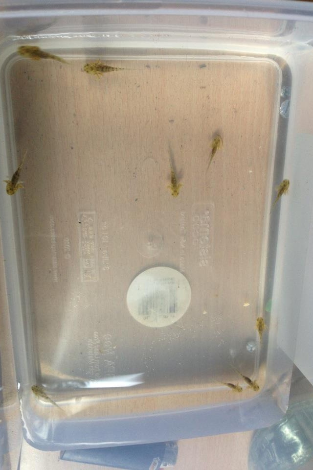 10 little babies :3