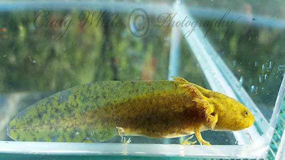 11999022 10153234572385852 7209552797350332431 n