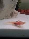 12th April. 7cm in length. In a 3ft 3in tank with sand.