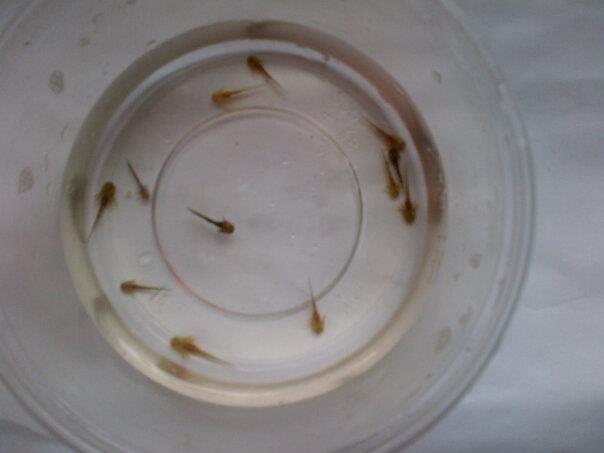 14172 4410690540107 846302876 n[1]