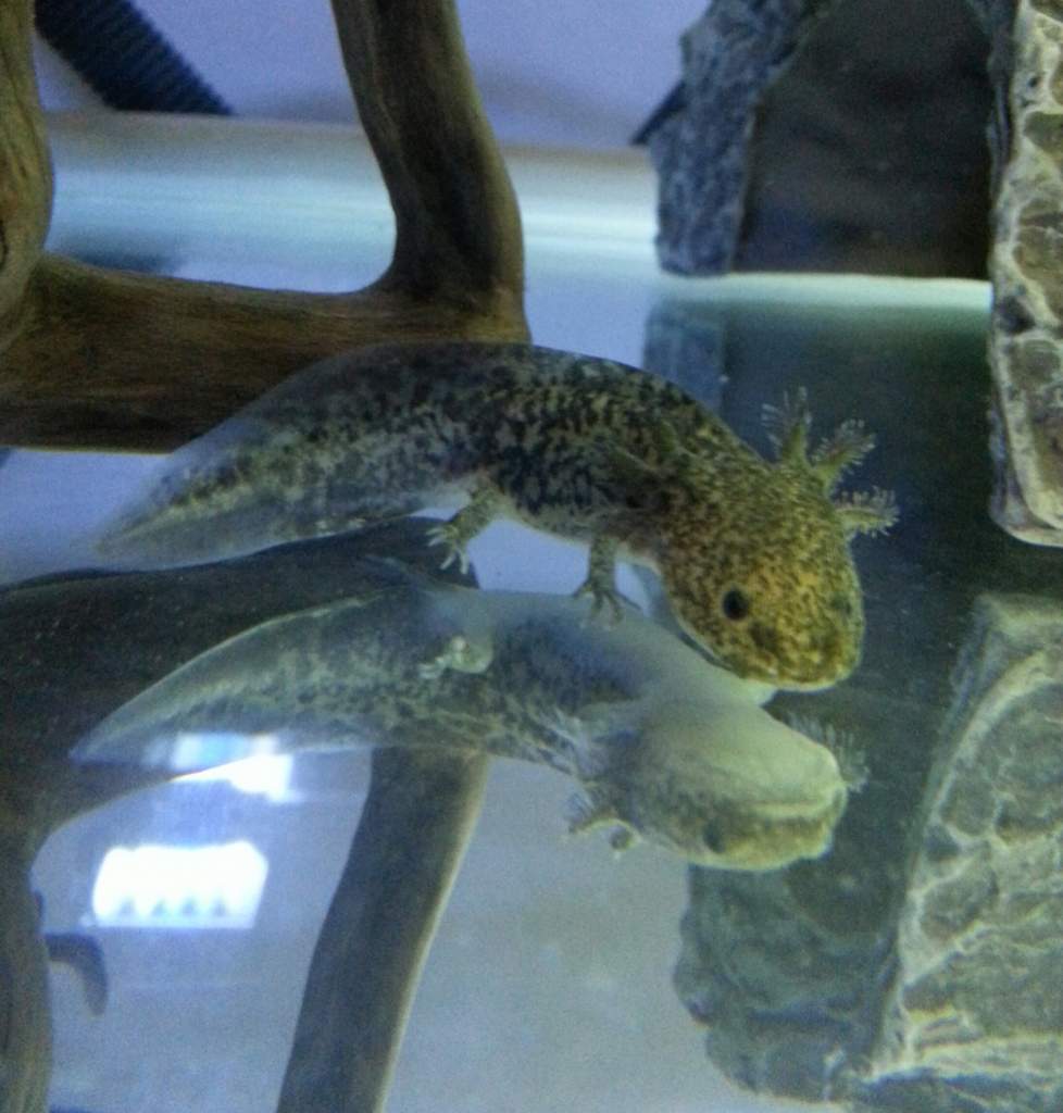 1st day in tank.
