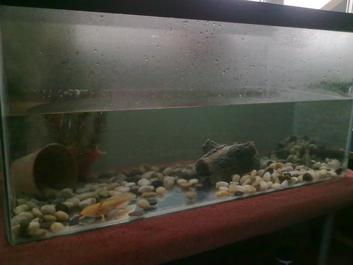 1st tank set up - basically how it was received from the previous owner - it didnt stay like this for long!