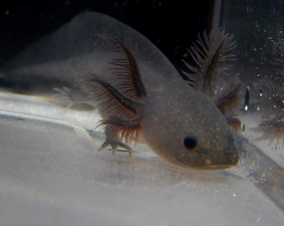 2/14/14  baby melanoid