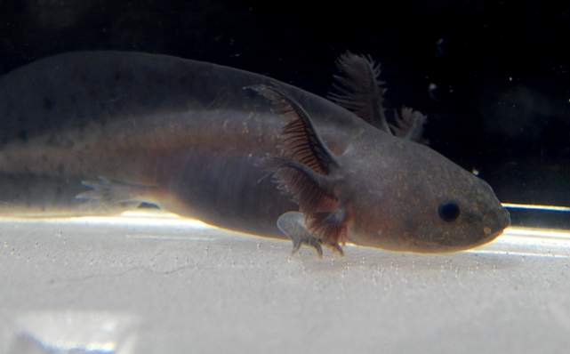 2/14/14  baby melanoid